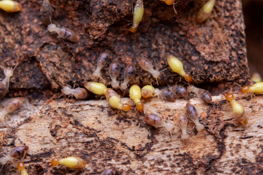 How Do Termites Get In Your House? Poor Boy Termite Control
