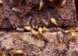 Signs of Termites