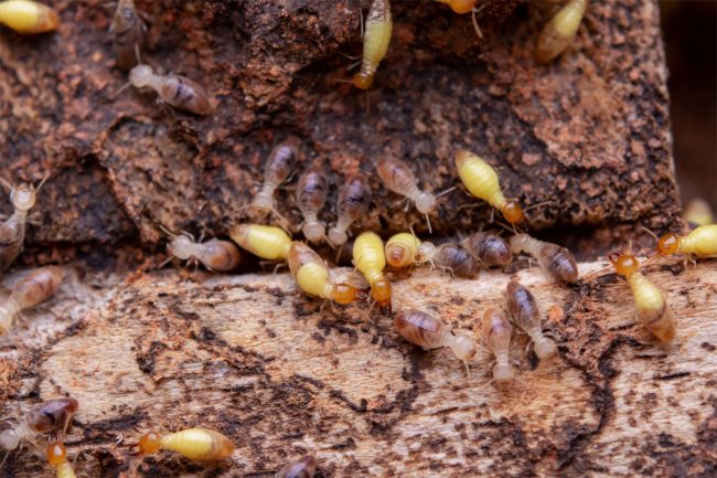 Signs of Termites Archives - Poor Boy Termite Control