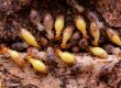 Termite Treatment Cost Phoenix