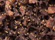 Types of Termites