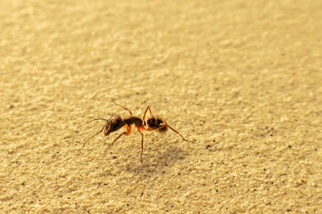 Carpenter Ants Vs Termites Carpenter Ants Vs Termites