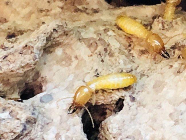 What Attracts Termites What Attracts Termites