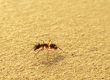 How Long Do Carpenter Ants Live