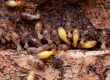 How To Prevent Drywood Termites