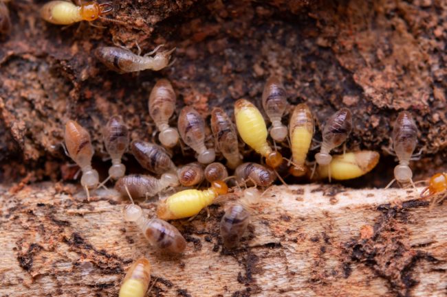 How To Prevent Drywood Termites