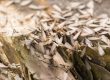 When Do Termites Swarm