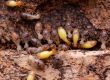 Termite Damage Vs Wood Rot