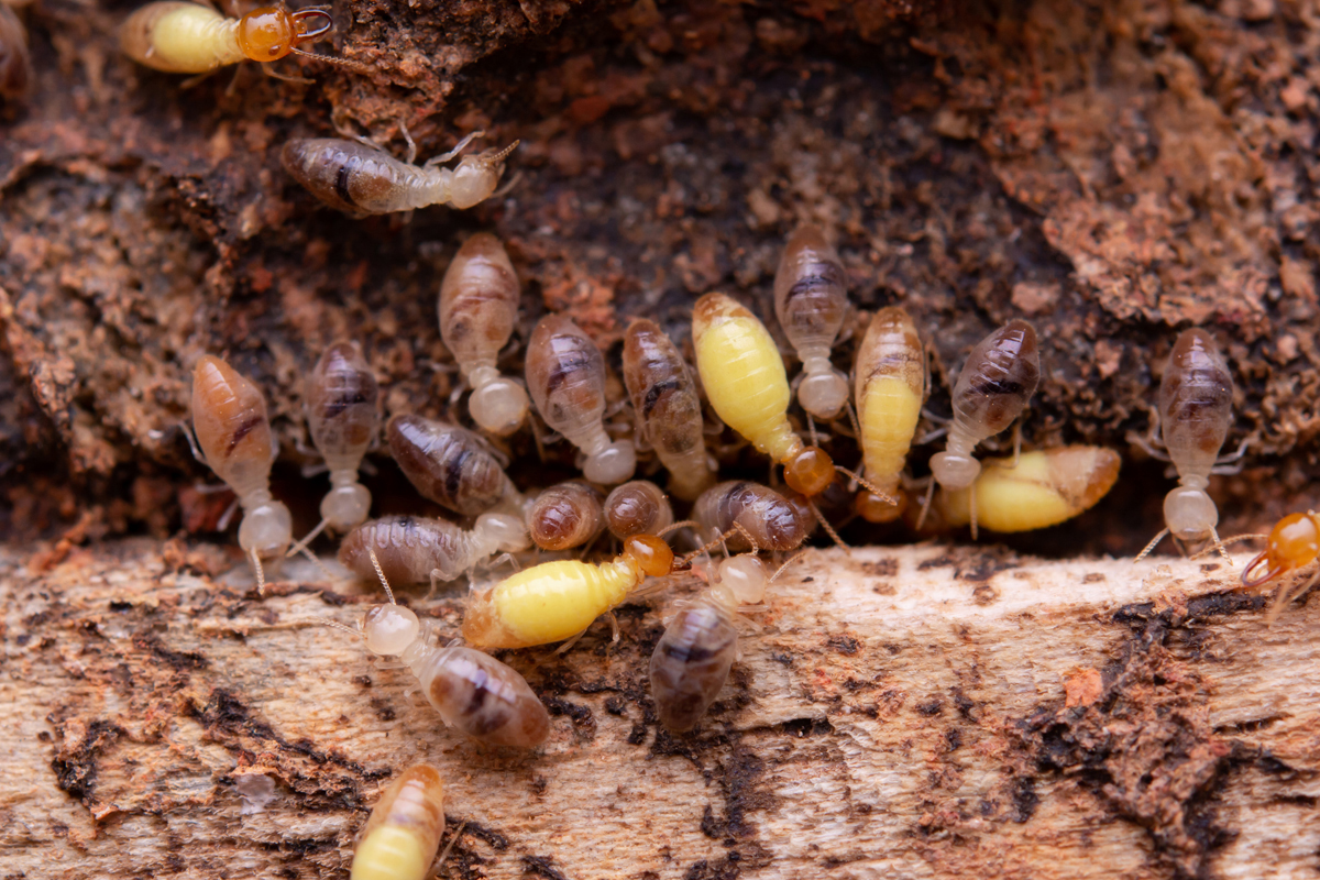 Termite Damage Vs Wood Rot